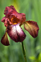 Red Iris