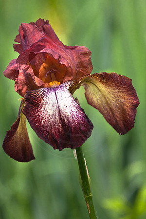 Red Iris