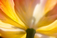 Yellow Tulips