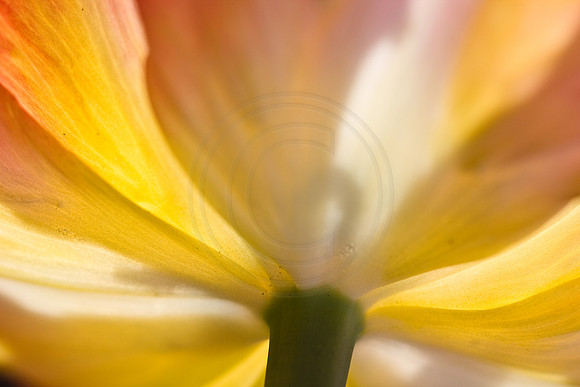 Yellow Tulips