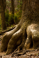 Giant Tree Trunk