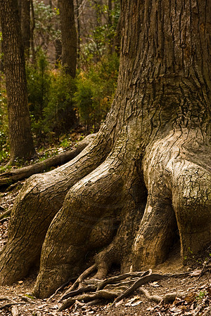 Giant Tree Trunk
