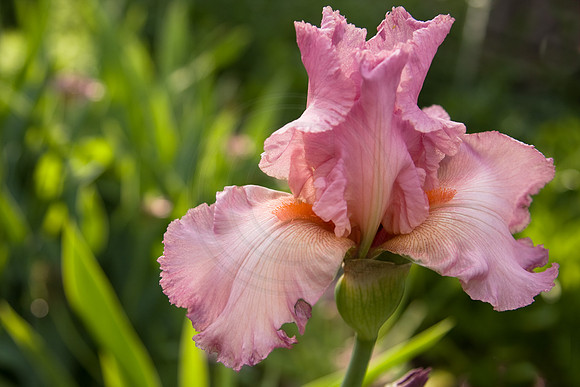Pink Bearded Iris