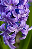 Grape Hyacinth