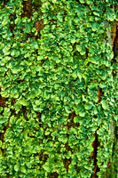 Tree Trunk