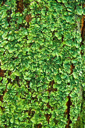 Tree Trunk