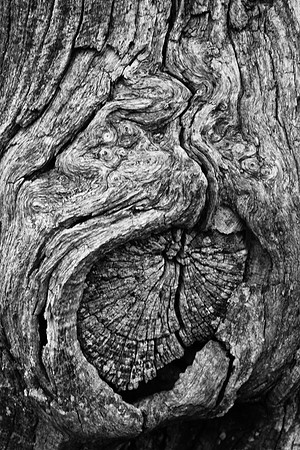 Tree Bark