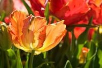 Parrot Tulip
