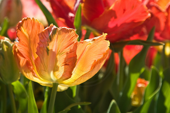 Parrot Tulip