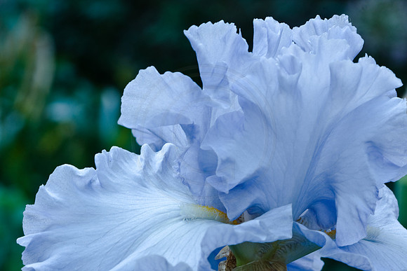 Blue Bearded Iris