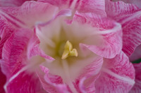 Pink Daffodil