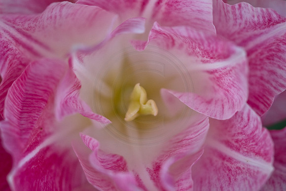 Pink Daffodil