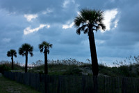 Palm Trees