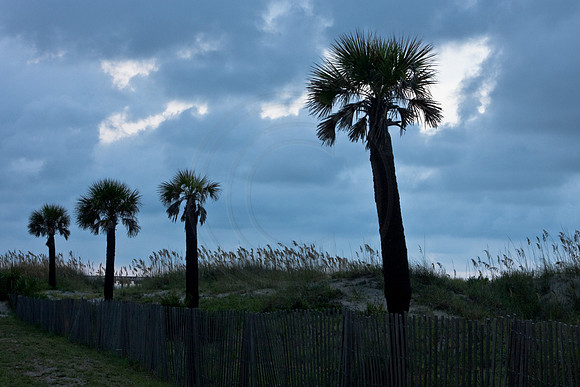 Palm Trees