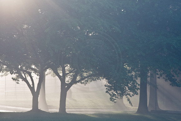 Fog