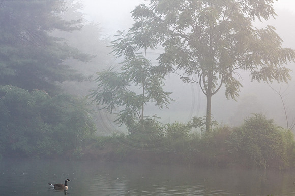 Fog