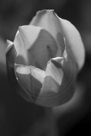 Tulip2
