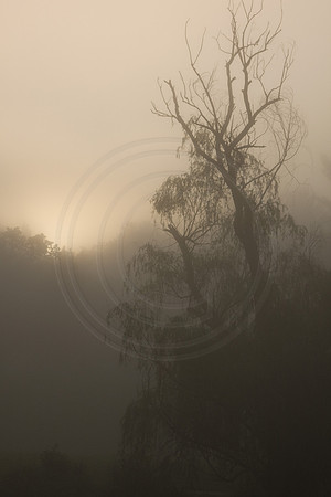 Fog