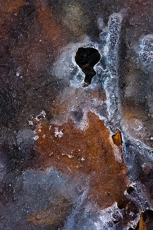 Frozen Leaf