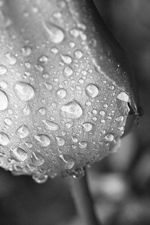 Tulip in rain