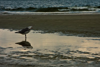 Bird Reflection