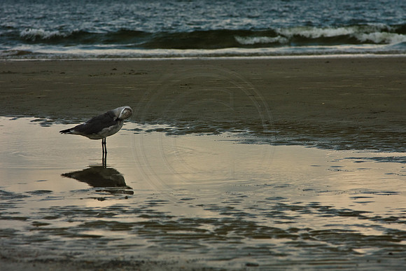 Bird Reflection