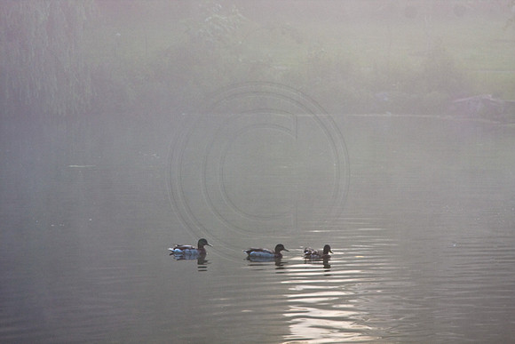 Fog