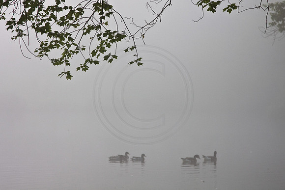 Fog