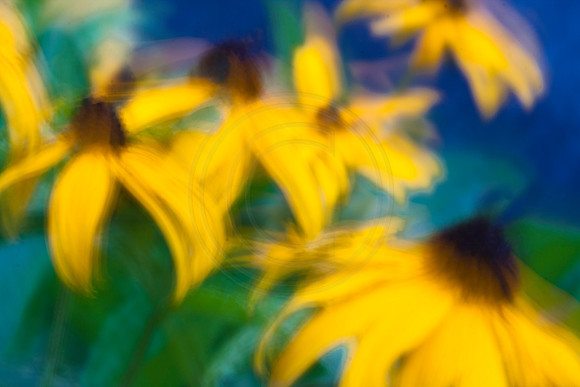Summer Impressions