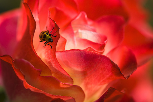 Red Rose With Lady Bug