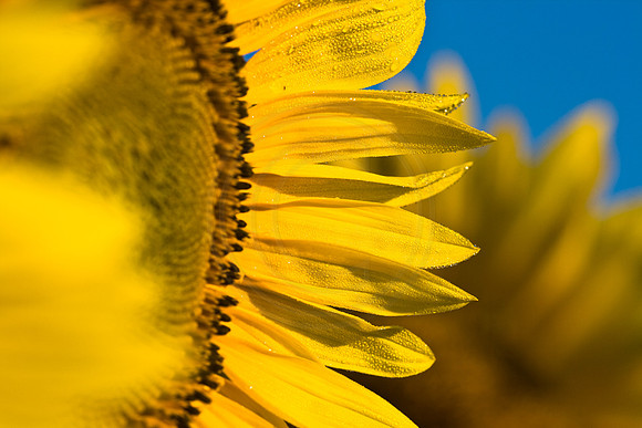 4_title"Sunflower