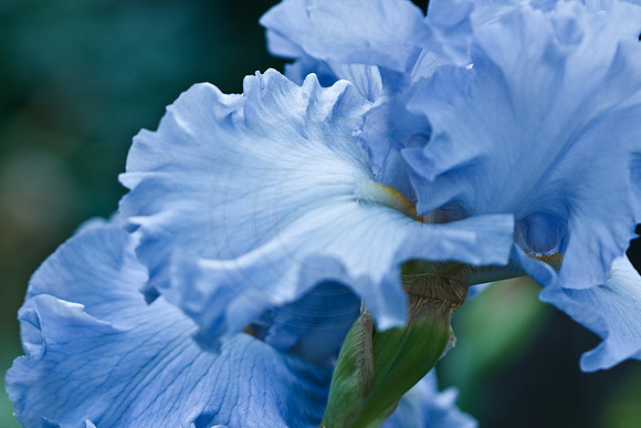 Blue Bearded Iris 2