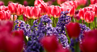 Tulip Garden