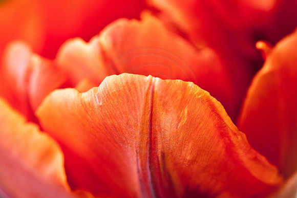 Spring Tulips