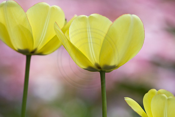 Yellow Tulips in Pink
