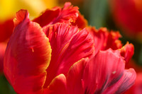 Red Parrot Tulip
