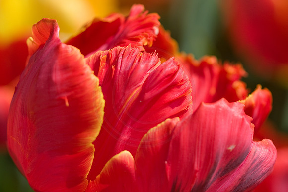 Red Parrot Tulip