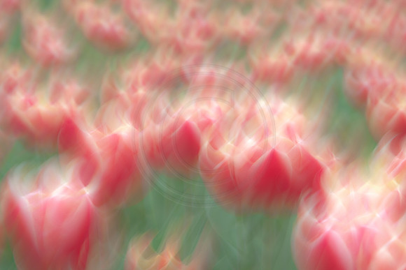 Tulip Dream II
