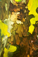 Tree Trunk