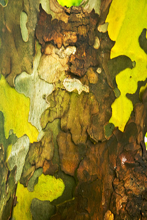 Tree Trunk