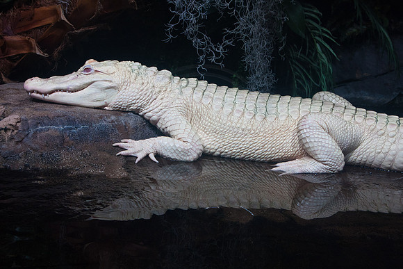 Albino Crocodile