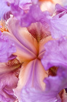 Iris Abstract