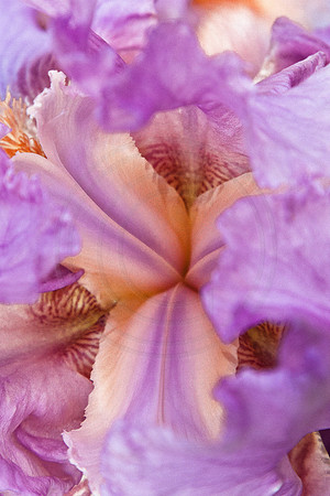 Iris Abstract