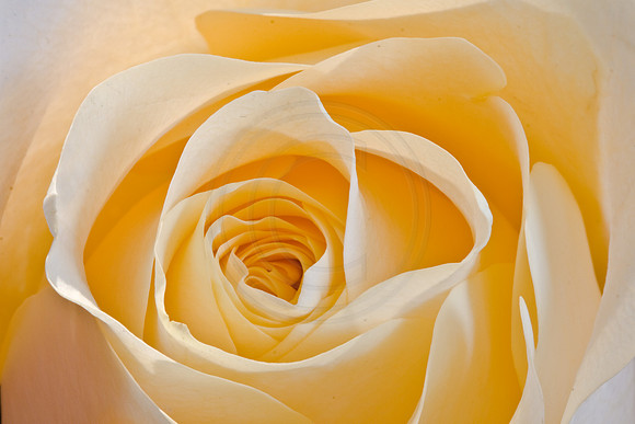 Yellow Rose