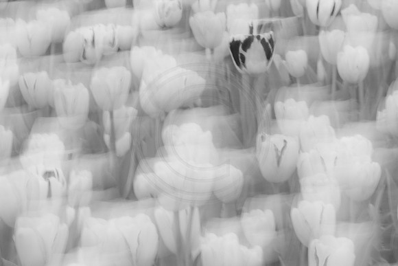 Tulip Dreams I