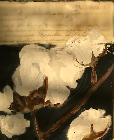 Cotton: Encaustic on Wood Panel "6X8"  $80.00