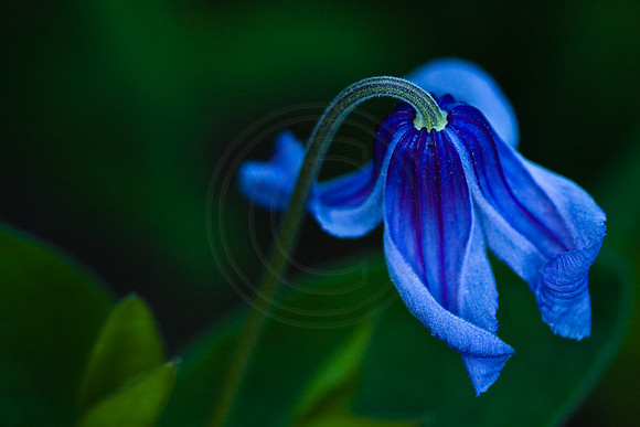 Blue Climatis