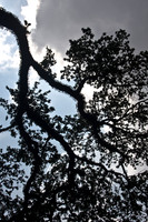 Tree Branch Silouette