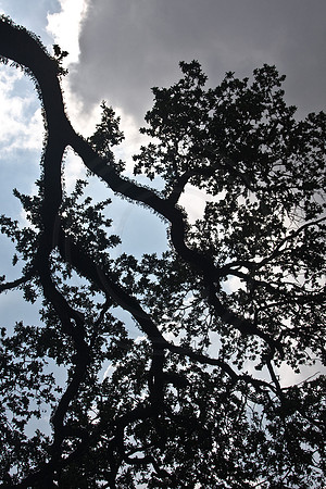 Tree Branch Silouette