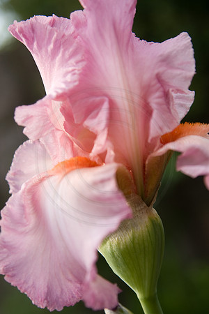 Pink Bearded Iris 2